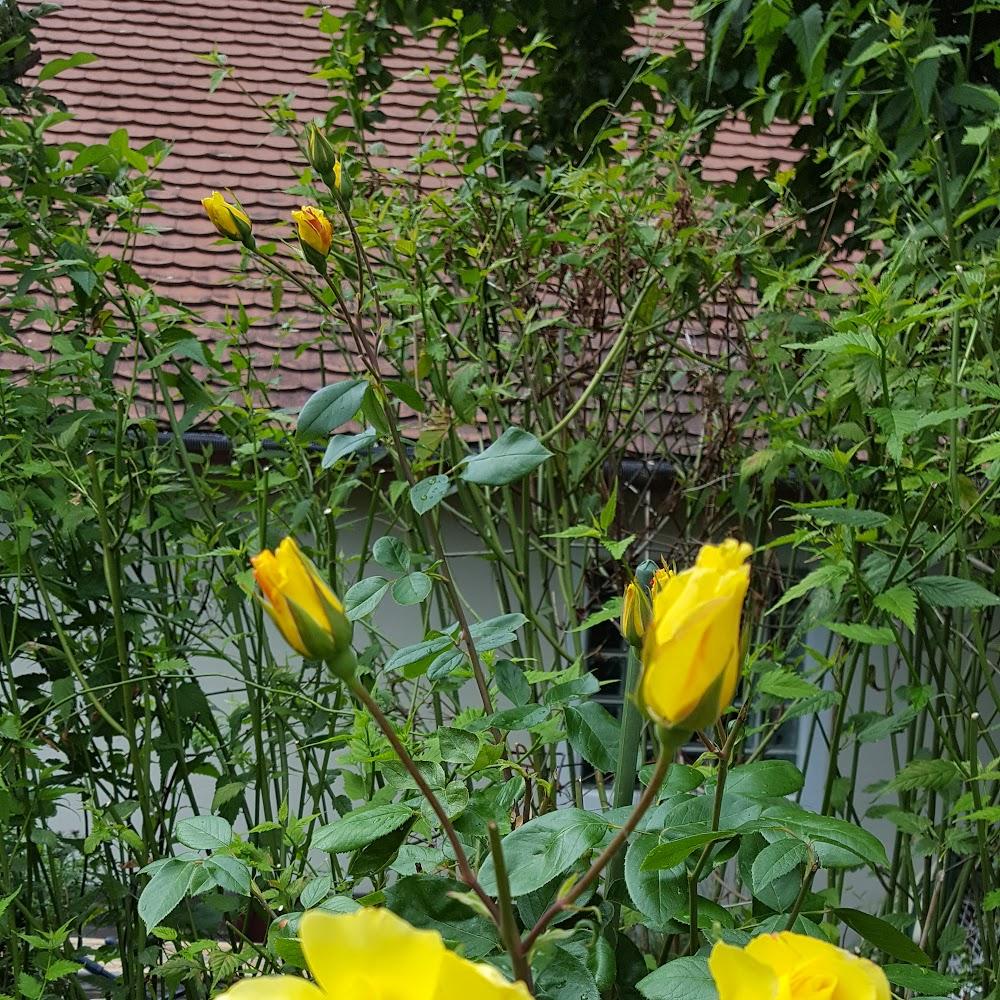 Yellow roses on a bush.